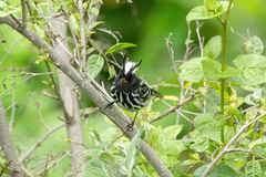 Anairetes reguloides