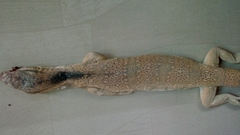 Varanus griseus koniecznyi