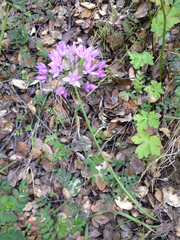 Allium unifolium