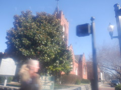 Magnolia grandiflora