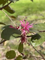 Loropetalum