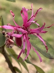 Loropetalum