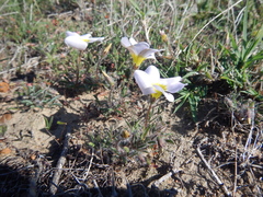 Oxalis adspersa