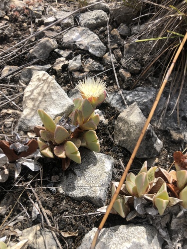 Limestone Hedgehogfig (Braunsia vanrensburgii)