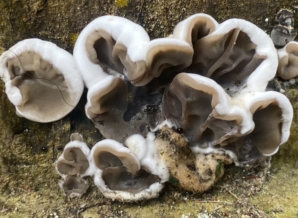 Auricularia brasiliana · March 2022 · photo: © heimatlos (iNaturalist, cc0)