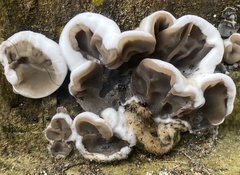 Auricularia brasiliana