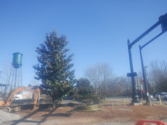 Magnolia grandiflora