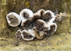Auricularia brasiliana