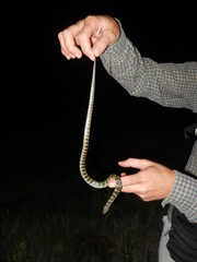 Erythrolamprus poecilogyrus
