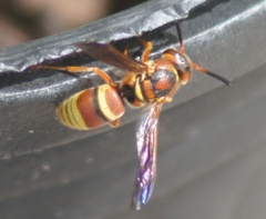 Euodynerus pratensis