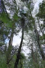 Cyathea cunninghamii