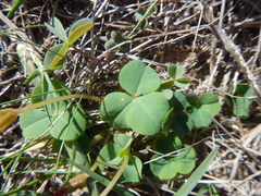Oxalis eckloniana