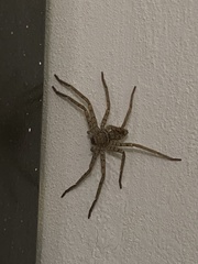 Araneae