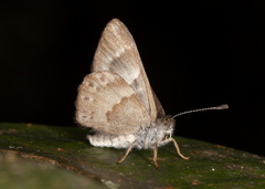 Corrachia leucoplaga