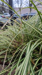 Carex morrowii