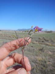 Oxalis adspersa