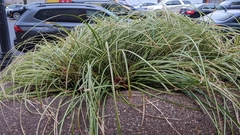 Carex morrowii