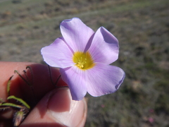 Oxalis adspersa