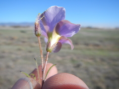 Oxalis adspersa