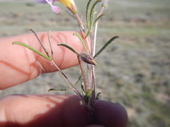 Oxalis adspersa