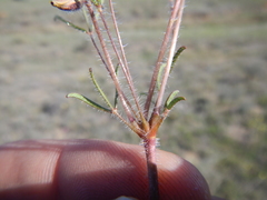 Oxalis adspersa