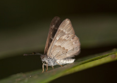 Corrachia leucoplaga