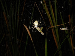 Argiope trifasciata