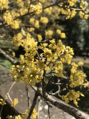 Cornus
