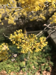 Cornus