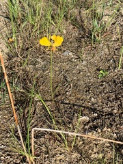 Utricularia cornuta image