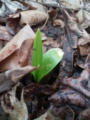 Allium tricoccum