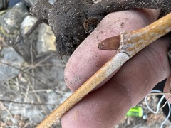 Aurantioporthe corni