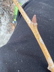 Aurantioporthe corni