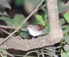 Pellorneum rostratum