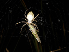 Argiope trifasciata