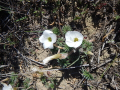 Oxalis tomentosa