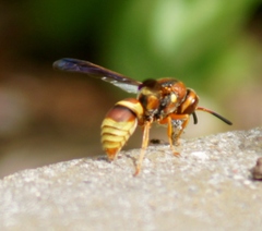 Euodynerus pratensis