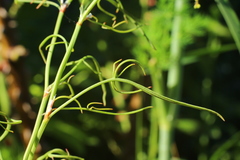 Rumex acetosella acetoselloides