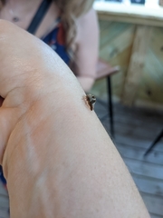 Cyrtolobus tuberosus