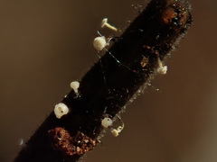 Antinoa juniperinella