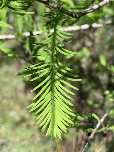 Taxodium distichum image