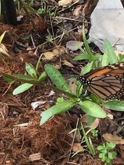 Danaus plexippus