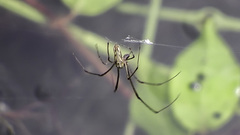 Tetragnatha elongata