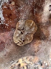 Ectoedemia platanella group