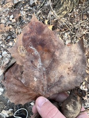 Ectoedemia platanella group