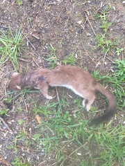 Mustela