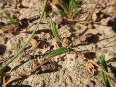 Oxalis monophylla monophylla