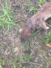 Mustela