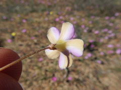 Oxalis monophylla monophylla