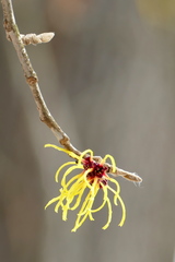 Hamamelis mollis
